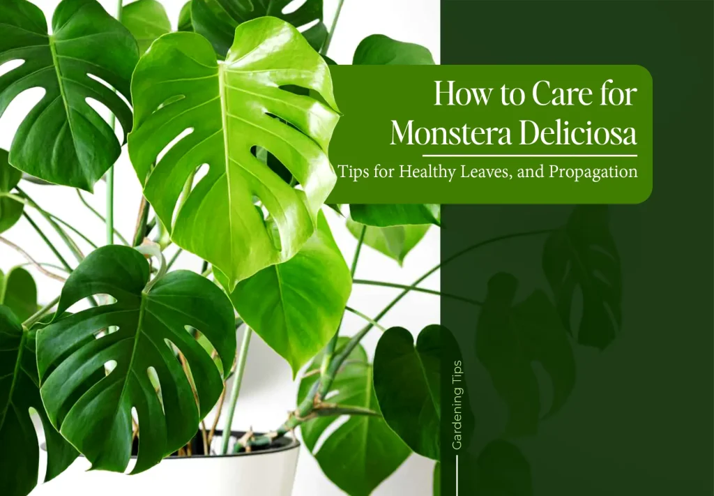 Monstera Deliciosa