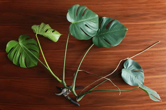 Monstera Deliciosa Roots
