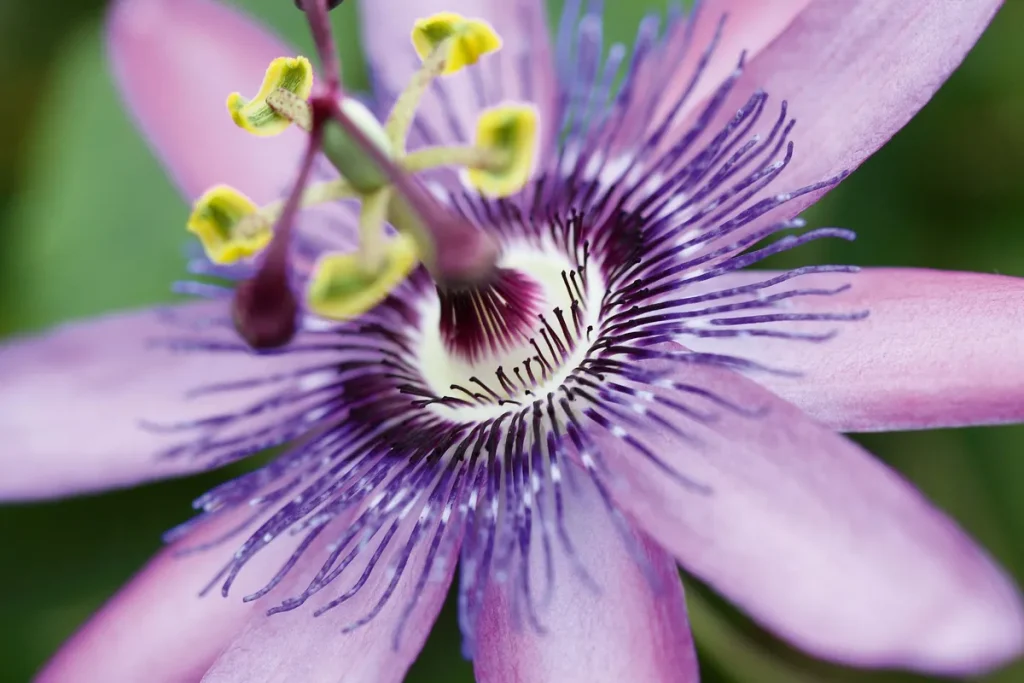 Passion Flower