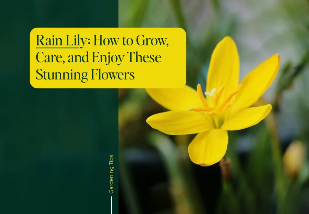 Zephyranthes