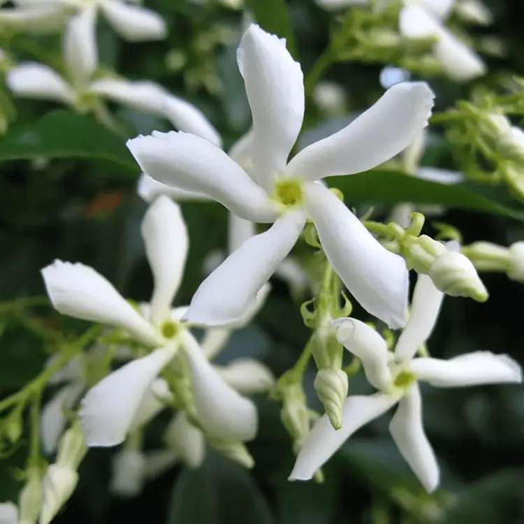 Star Jasmine