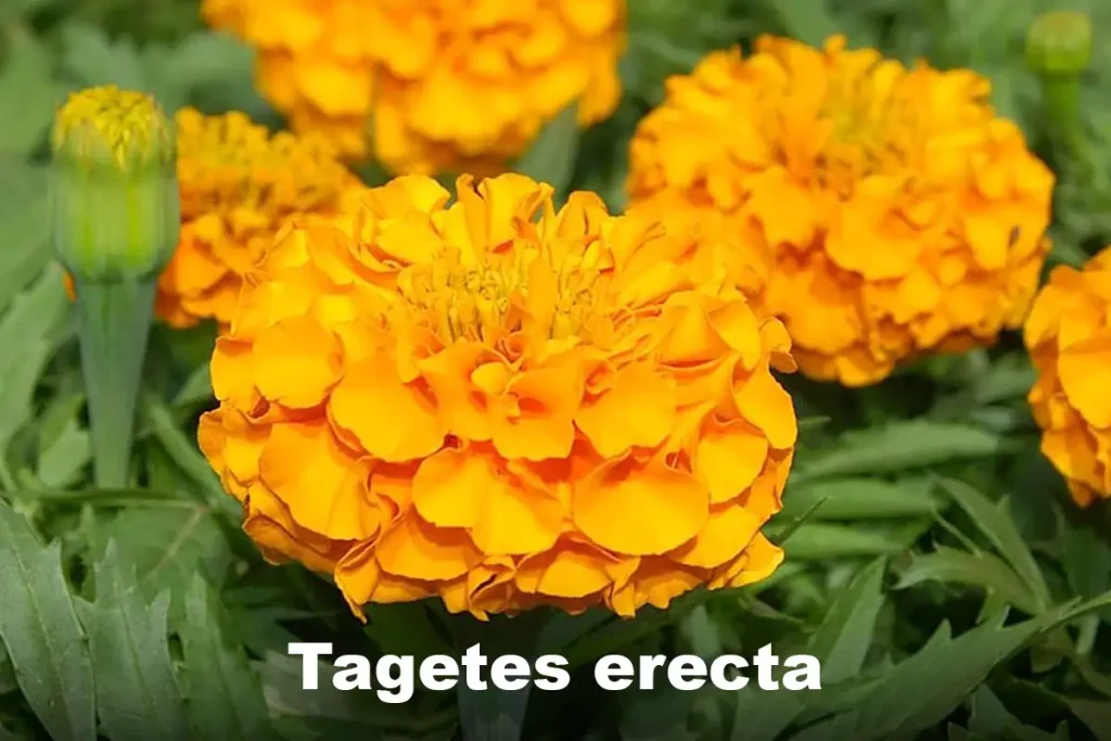 African Marigold (Tagetes erecta)