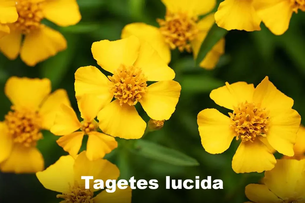 Aztec Marigold (Tagetes lucida)