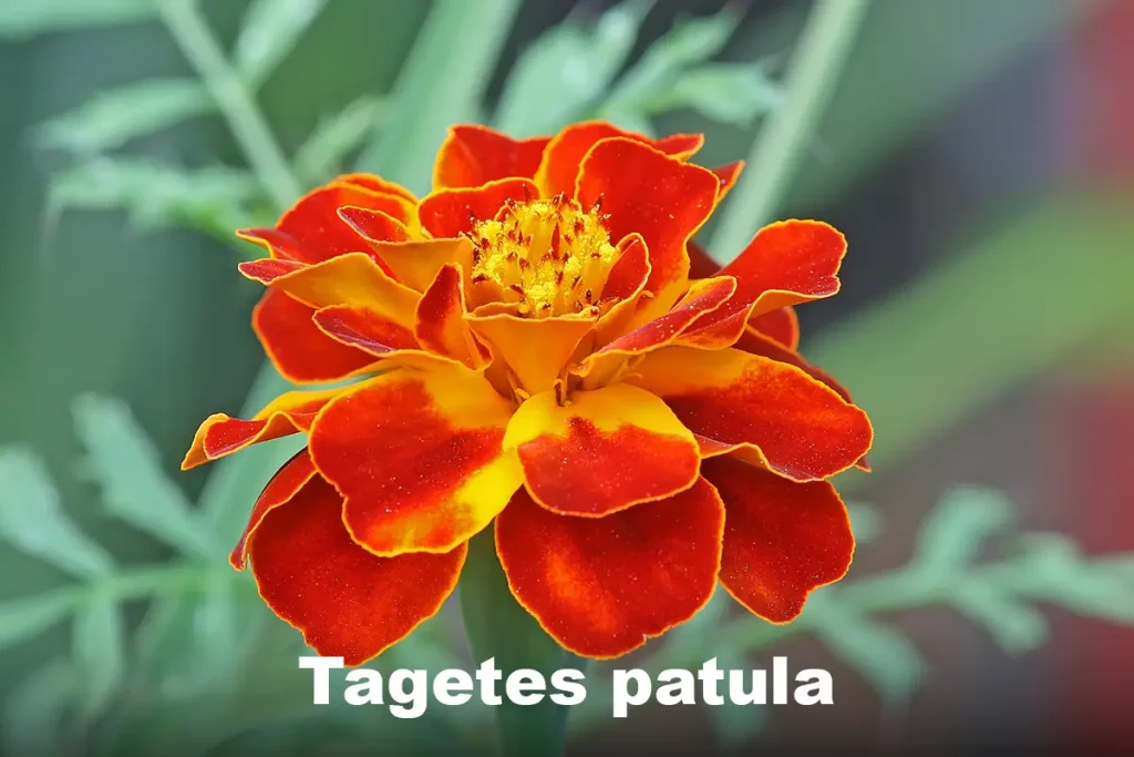 French Marigold (Tagetes patula)