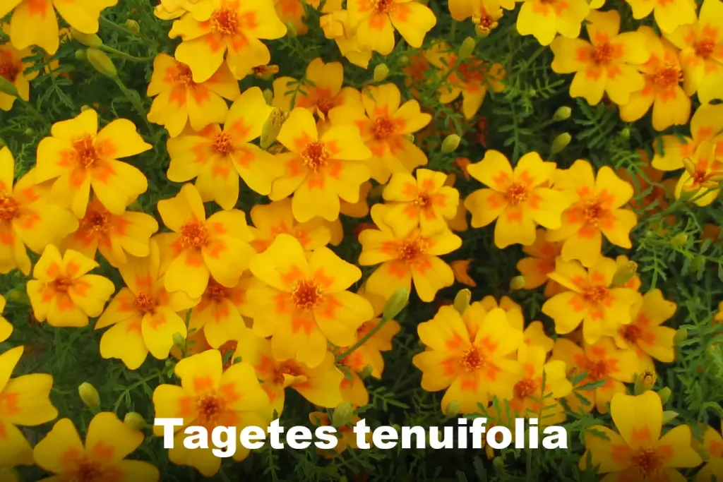 Signet Marigold (Tagetes tenuifolia)