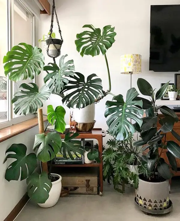 Beautiful Swiss Cheese Plant