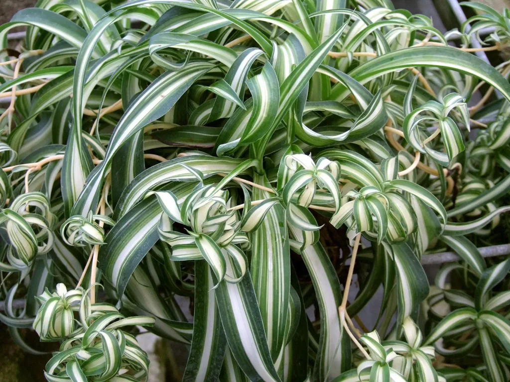 Spider Plant Propagation