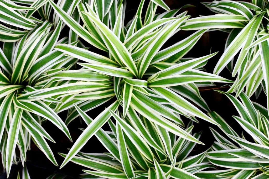 Care Spider Plant