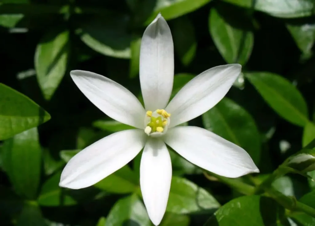 Jasmine Flower