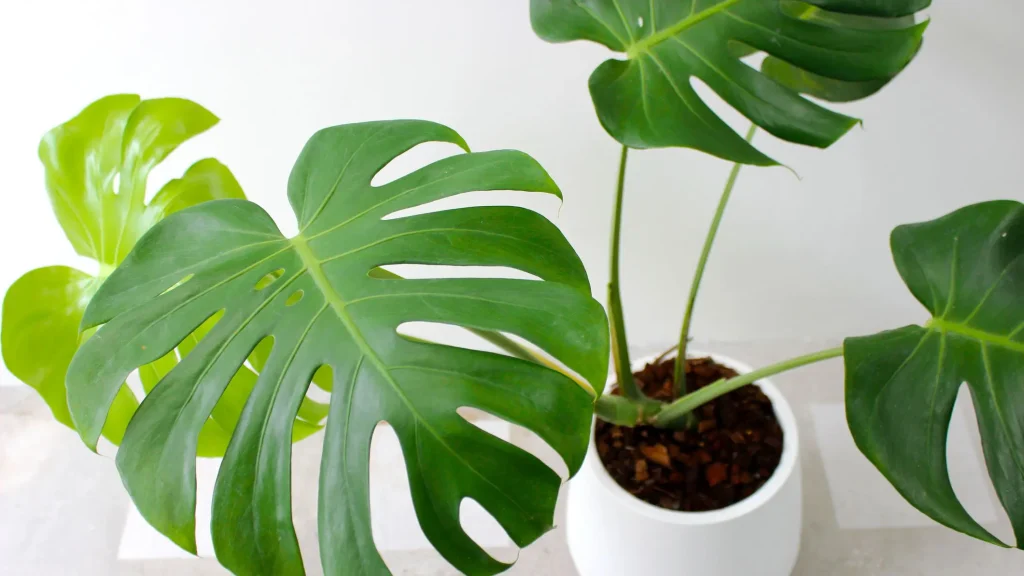 Monstera Deliciosa Plant Care