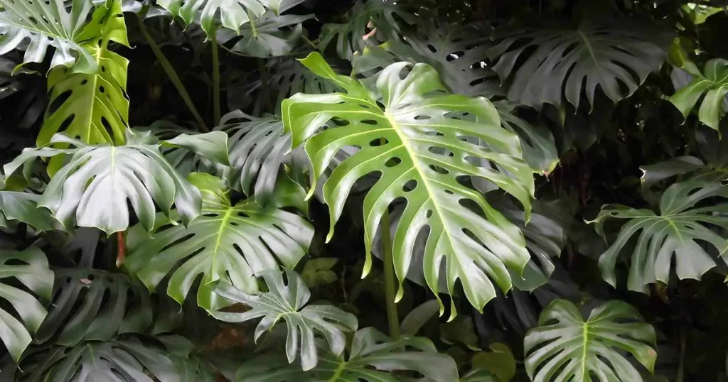 Monstera Deliciosa