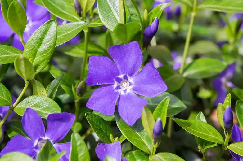 Vinca sadabahar flower