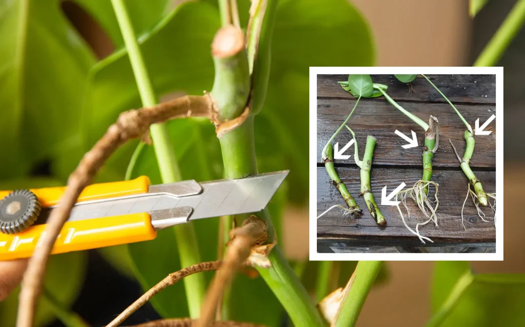 Swiss Cheese Plant Propagation