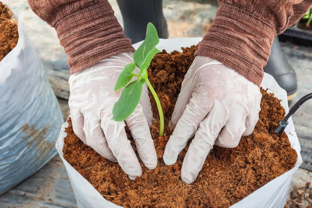 plant in cocopeat