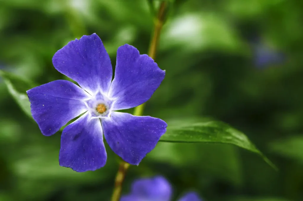 Vinca Flower