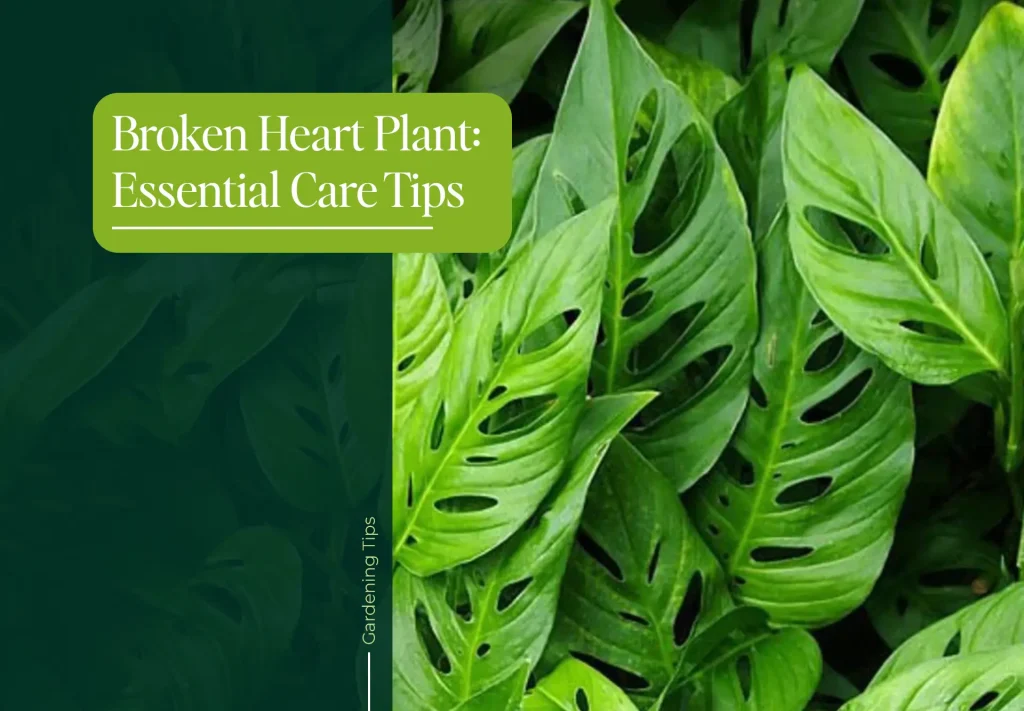 Broken Heart Plant