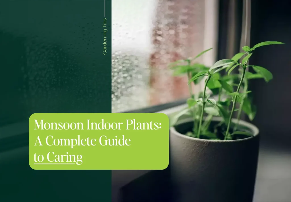 Monsoon Plant Care