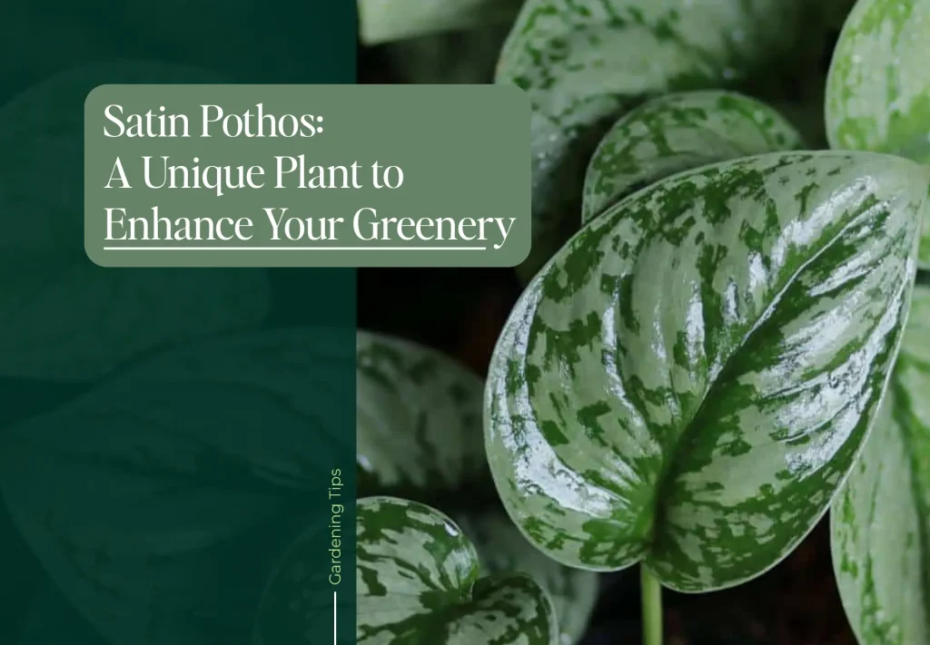 Satin Pothos