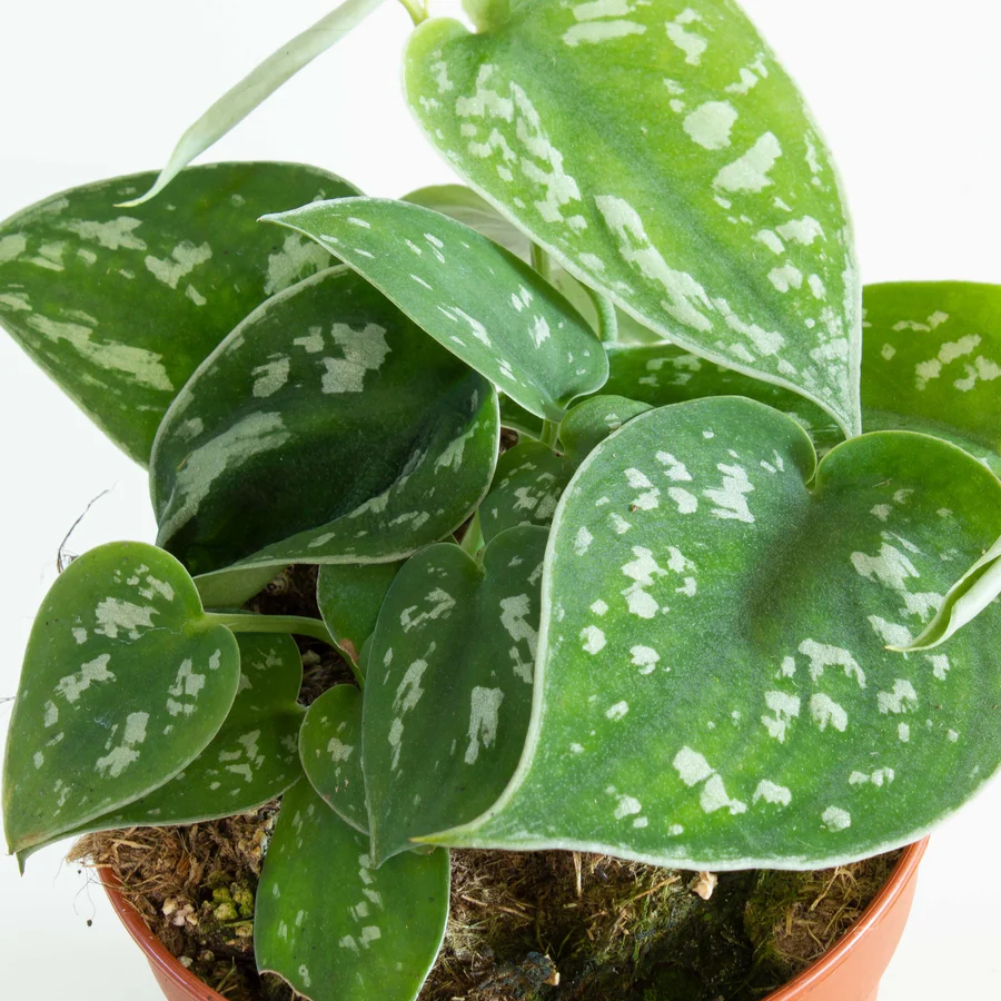 Silver Satin Pothos Leaf