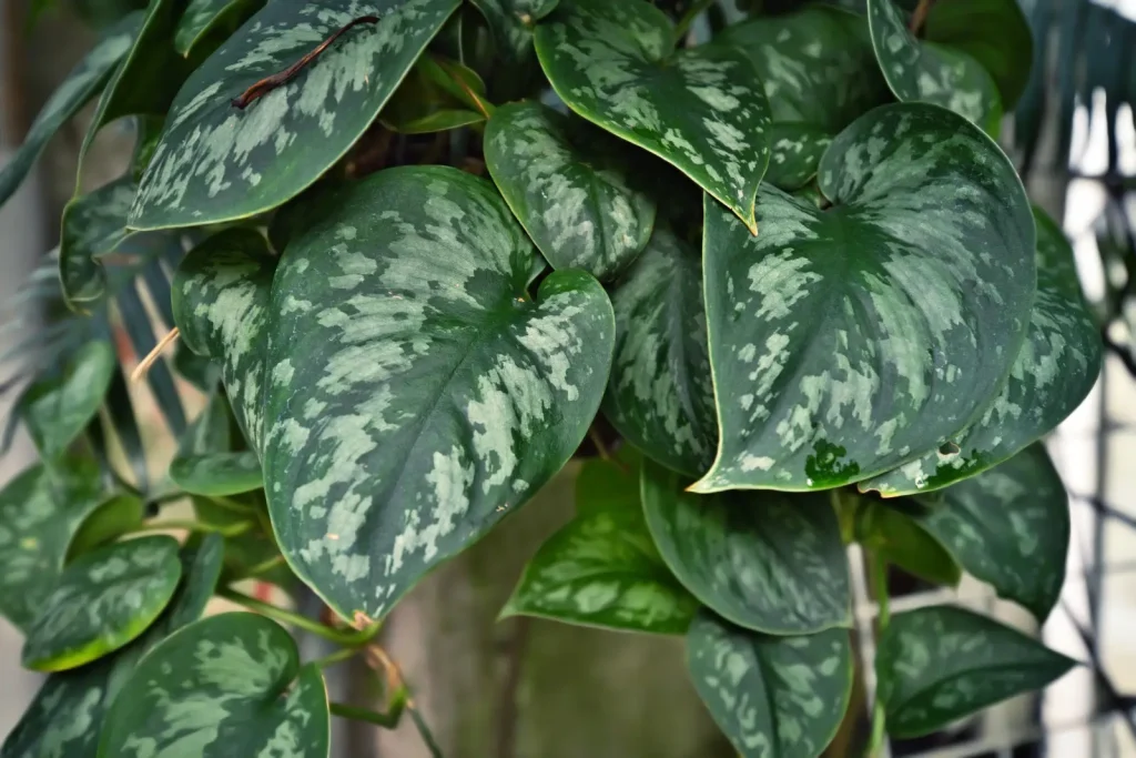 Silver Satin Pothos