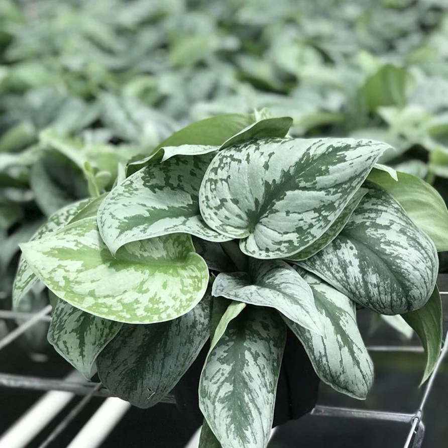 Satin Pothos