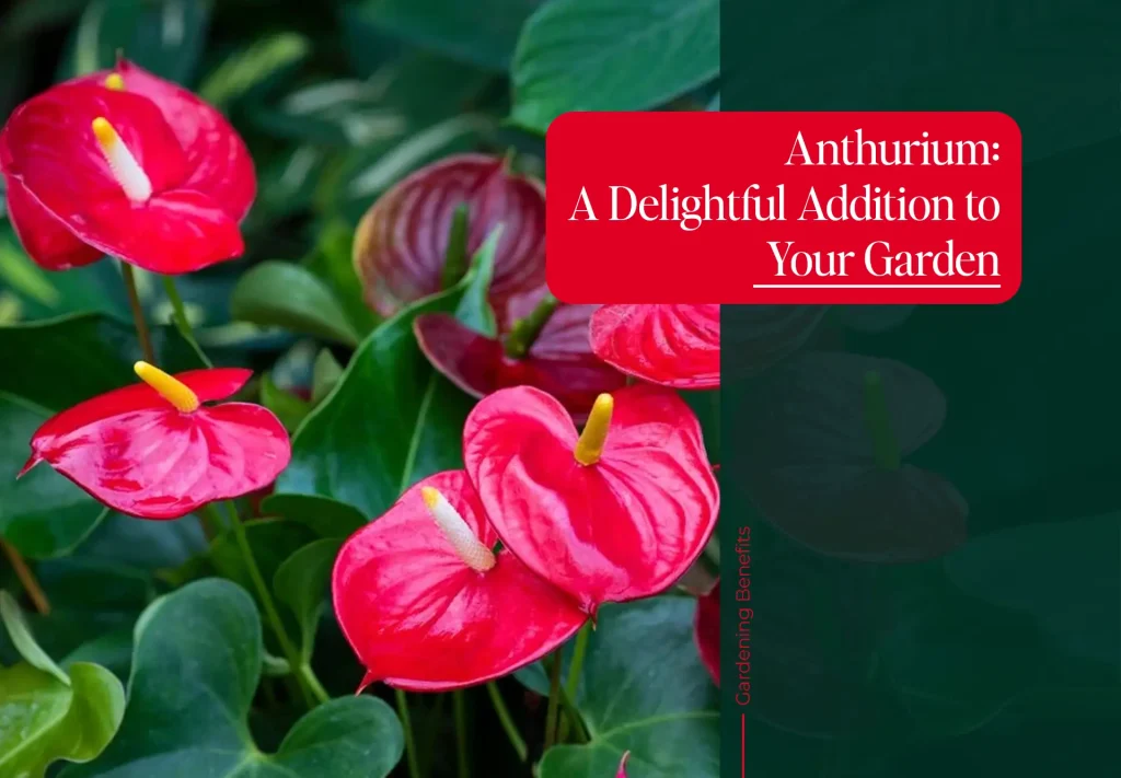 Anthurium Red