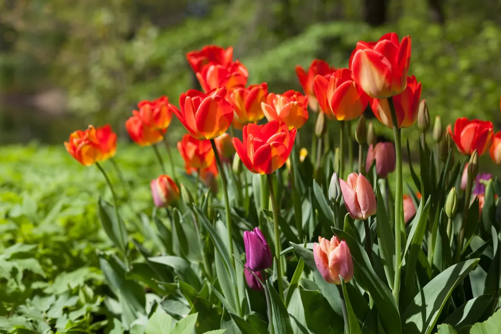 cut tulip flowers with long vase life indoors