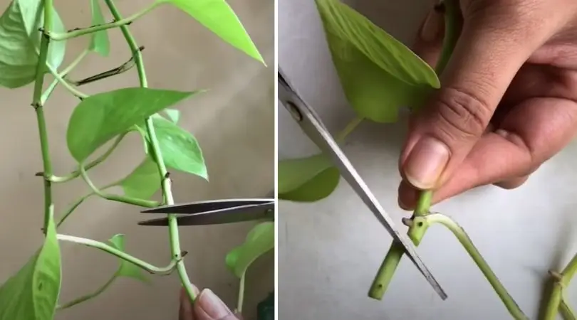 money plant cutting