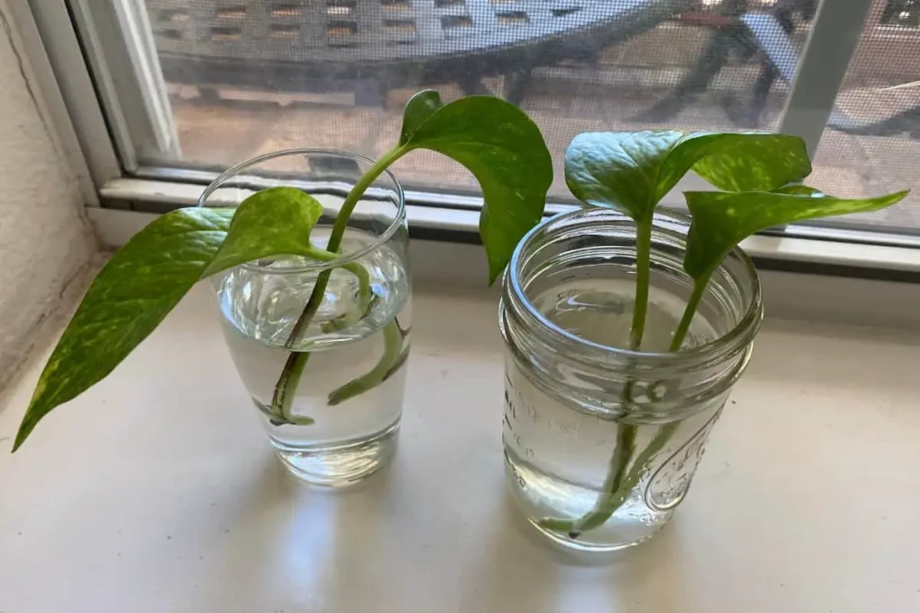 money plant cutting in water