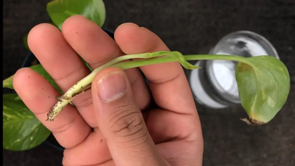 Cutting of money plant