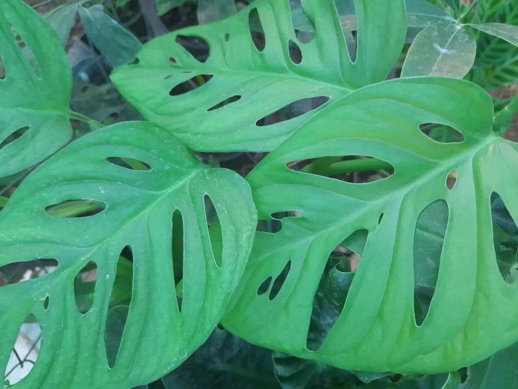 broken heart plant benefits—compact trailing vine in bright indirect light