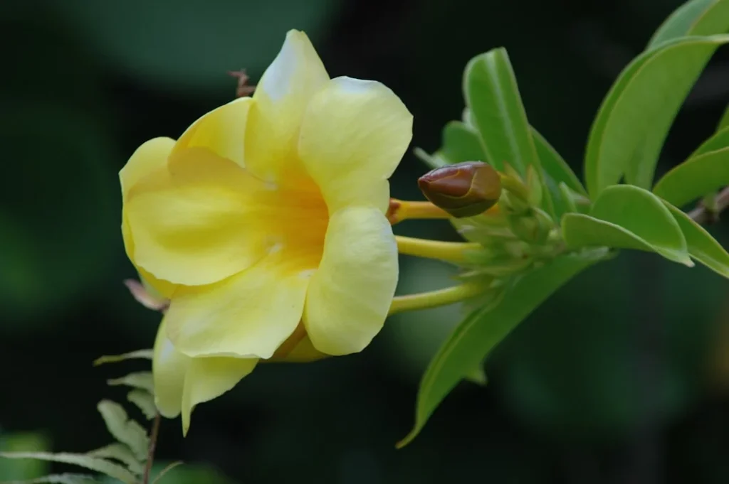 Allamanda plant growing in terracotta pot at home