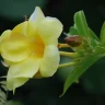 Allamanda plant growing in terracotta pot at home