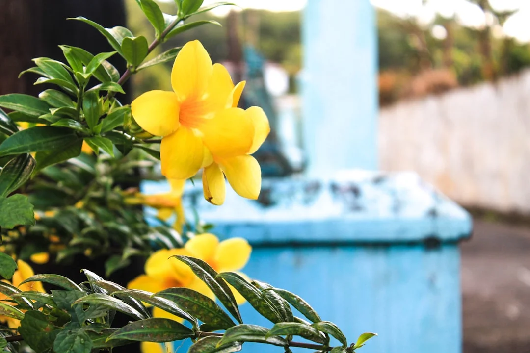 Allamanda plant growing in terracotta pot at home — allamanda yellow flower care