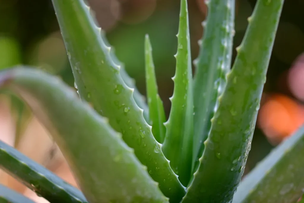 Aloe Vera plant growing in terracotta pot at home