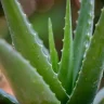 Aloe Vera plant growing in terracotta pot at home