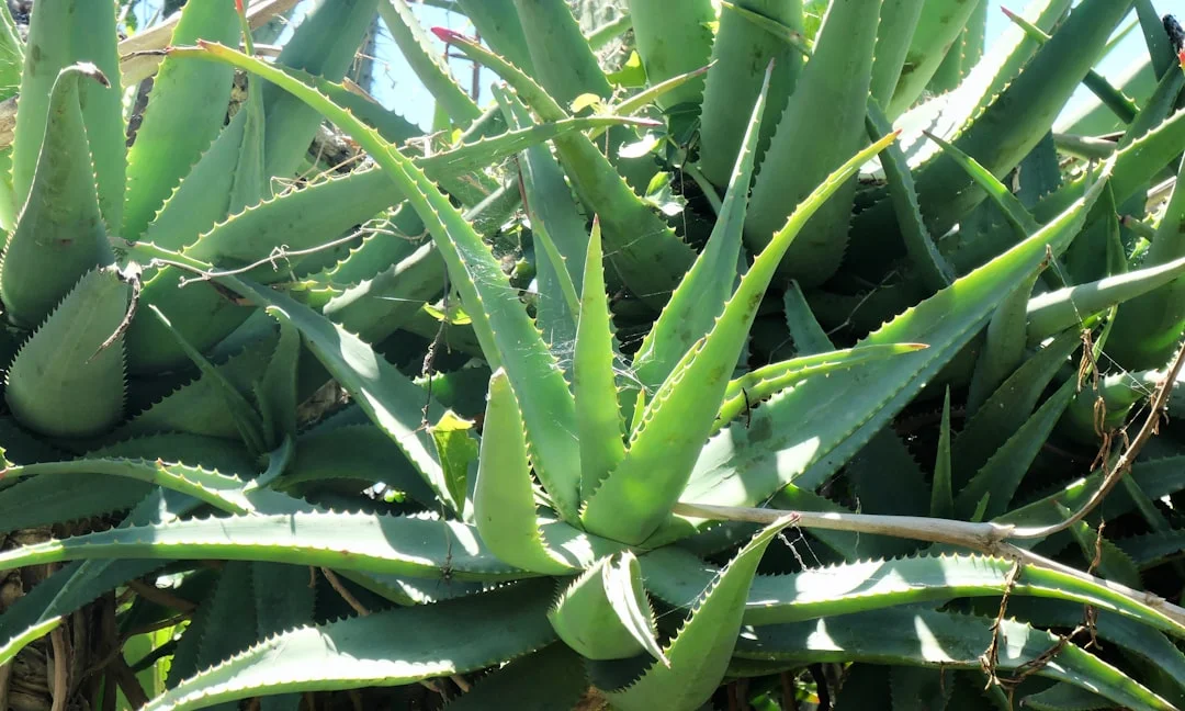 Aloe Vera plant growing in terracotta pot at home — aloe vera plant benefits
