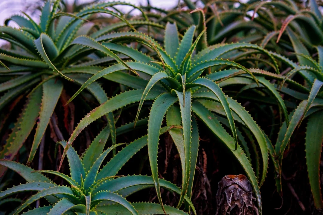 Aloe Vera plant growing in terracotta pot at home — aloe vera plant benefits