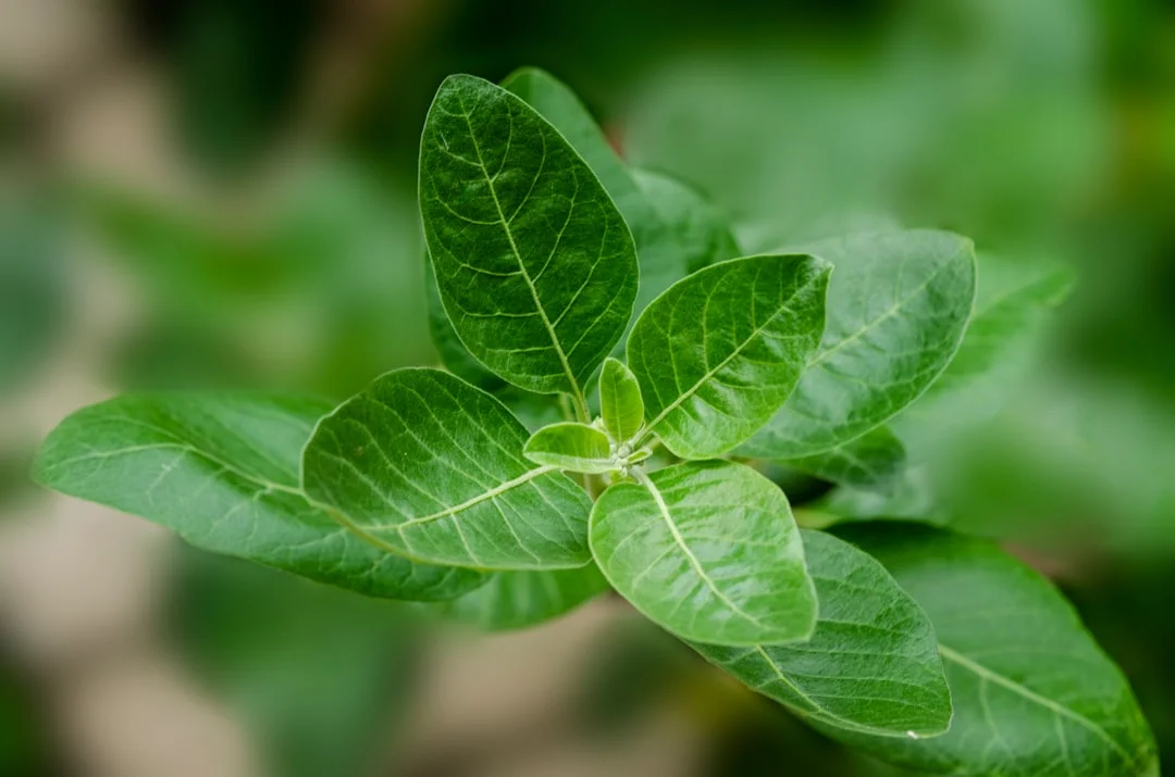 Ashwagandha plant growing in terracotta pot at home