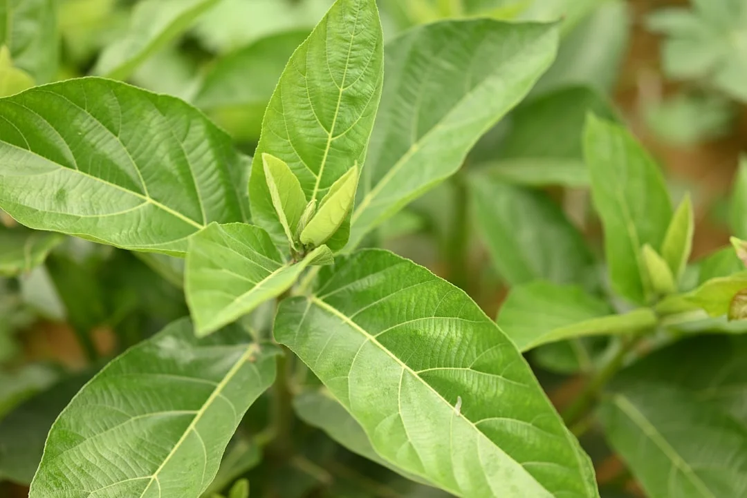 Ashwagandha plant growing in terracotta pot at home