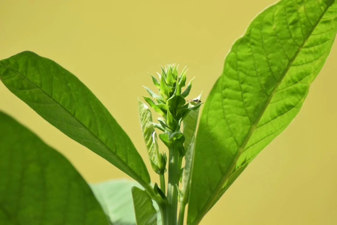 Ashwagandha plant growing in terracotta pot at home — ashwagandha plant benefits