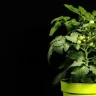 Tomato Plant plant