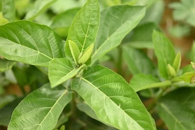Ashwagandha plant