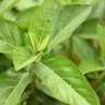 Ashwagandha plant