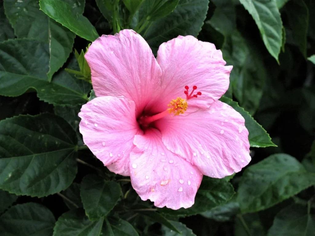 Hibiscus plant growing in terracotta pot at home