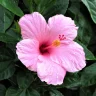 Hibiscus plant growing in terracotta pot at home