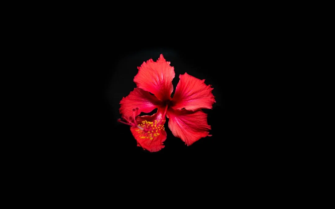 Hibiscus plant growing in terracotta pot at home — hibiscus plant care India