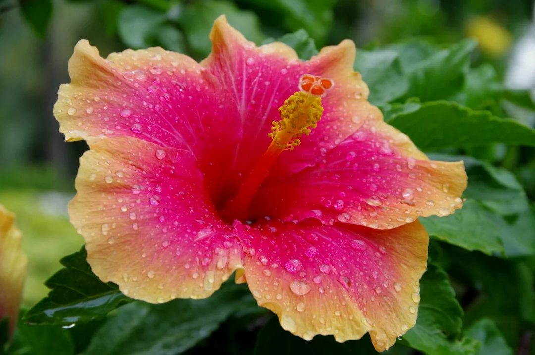 Hibiscus plant growing in terracotta pot at home — hibiscus plant care India