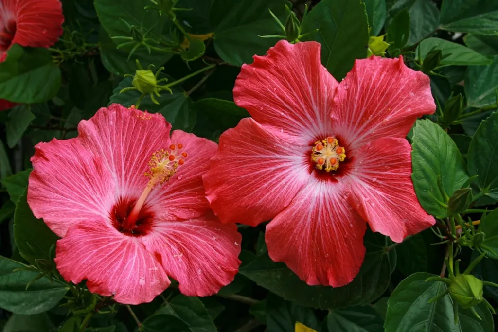 Hibiscus plant growing in terracotta pot at home