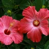 Hibiscus plant growing in terracotta pot at home